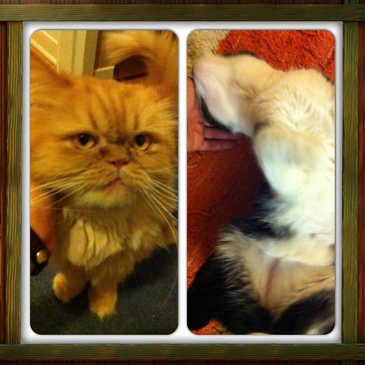 Home visits for cat - Bobby & Johnny
